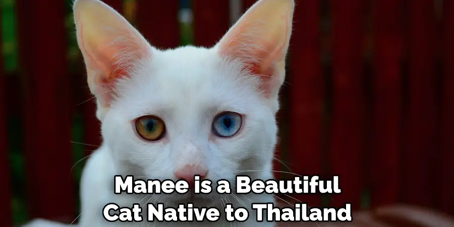 Manee is a Beautiful Cat Native to Thailand 