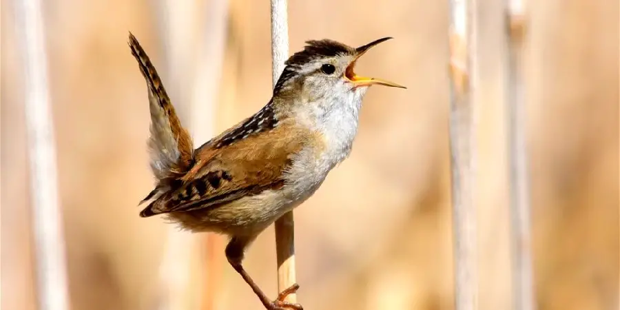 Marsh Spiritual Meaning, Symbolism and Totem