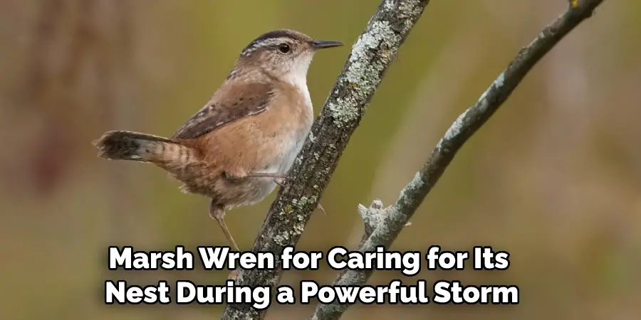 Marsh Wren for Caring for Its Nest During a Powerful Storm