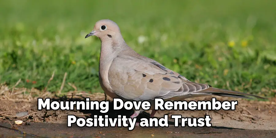 Mourning Dove Remember Positivity and Trust