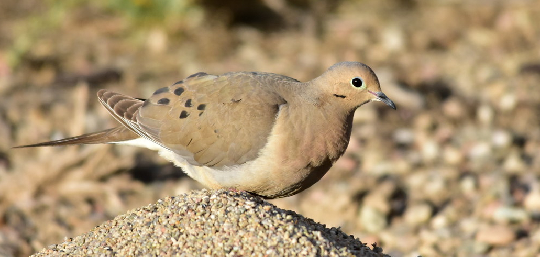 Mourning Dove Spiritual Meaning, Symbolism and Totem