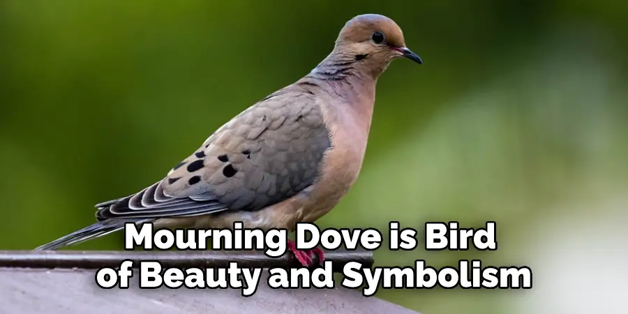 Mourning Dove is Bird of Beauty and Symbolism
