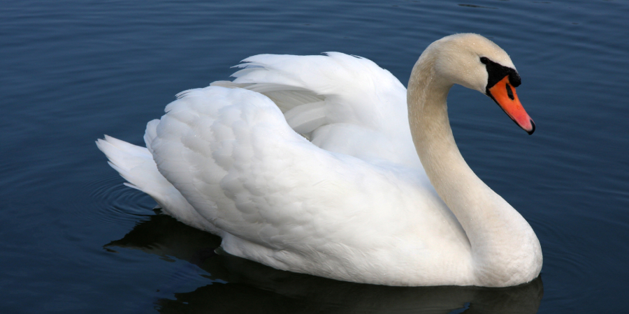 Mute Swan Spiritual Meaning, Symbolism and Totem