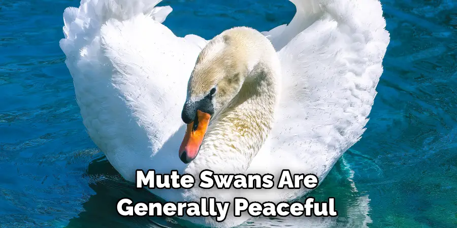  Mute Swans Are Generally Peaceful