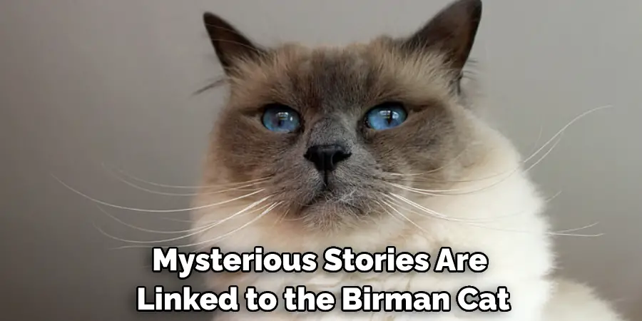 Mysterious Stories Are Linked to the Birman Cat