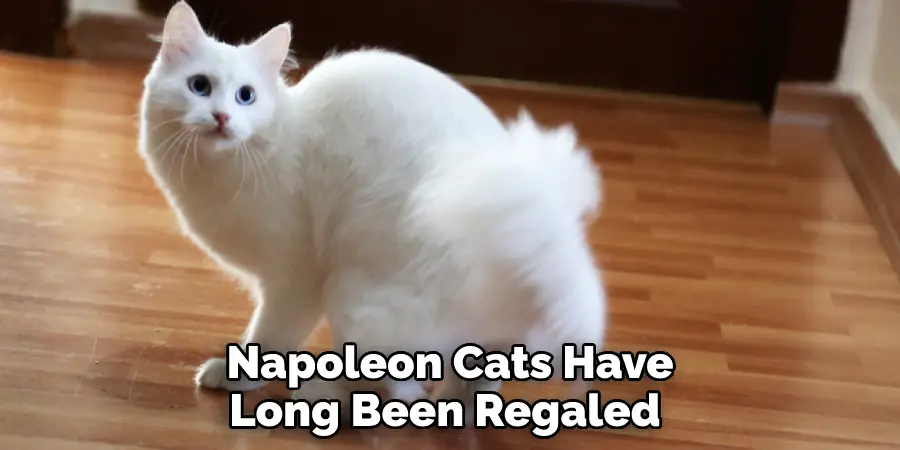 Napoleon Cats Have Long Been Regaled 