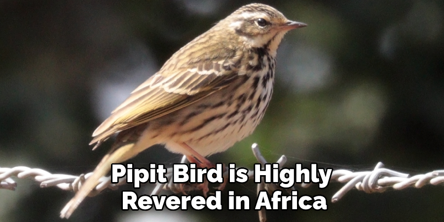 Pipit Bird is Highly Revered in Africa