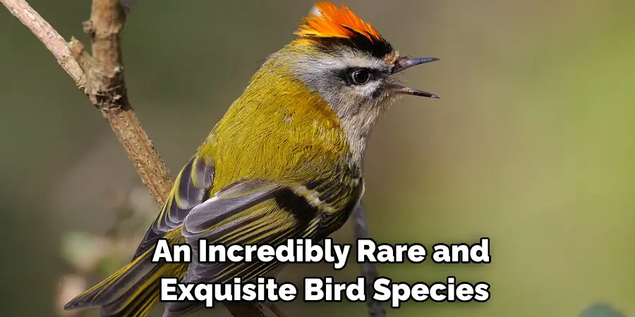 An Incredibly Rare and Exquisite Bird Species