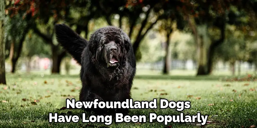 Newfoundland Dogs
Have Long Been Popularly