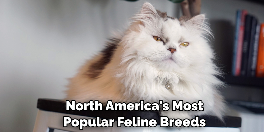  North America's Most Popular Feline Breeds