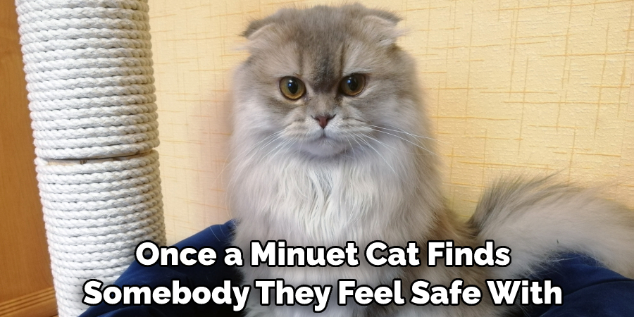  Once a Minuet Cat Finds Somebody They Feel Safe With