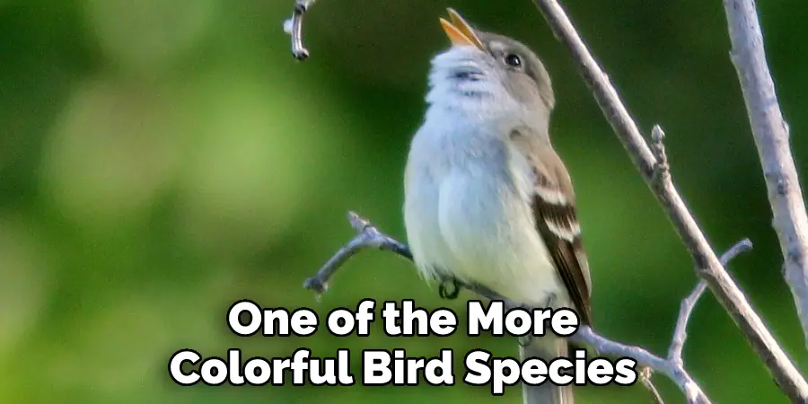 One of the More Colorful Bird Species