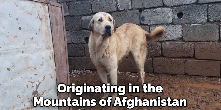 Originating in the Mountains of Afghanistan