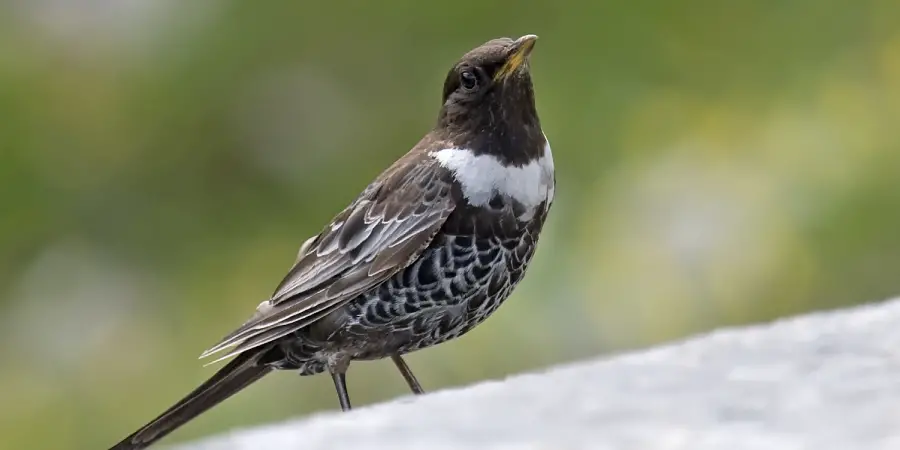 Ouzel Spiritual Meaning, Symbolism and Totem