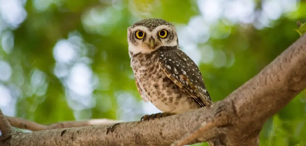 Owlet Spiritual Meaning, Symbolism and Totem