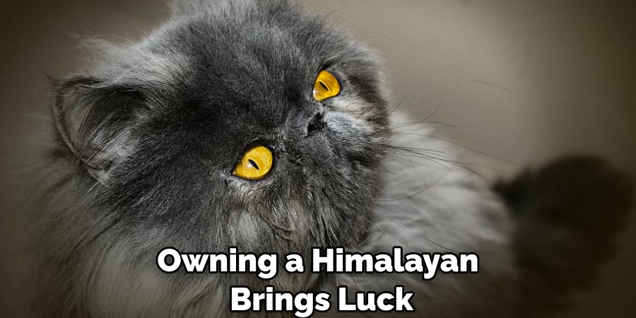 Owning a Himalayan Brings Luck
