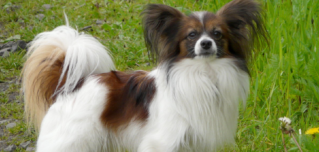 Papillon Spiritual Meaning, Symbolism and Totem