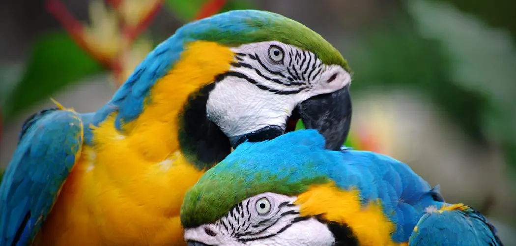 Parrot Spiritual Meaning, Symbolism and Totem