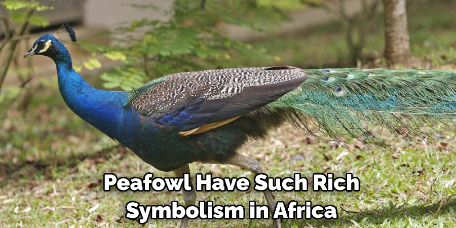  Peafowl Have Such Rich Symbolism in Africa