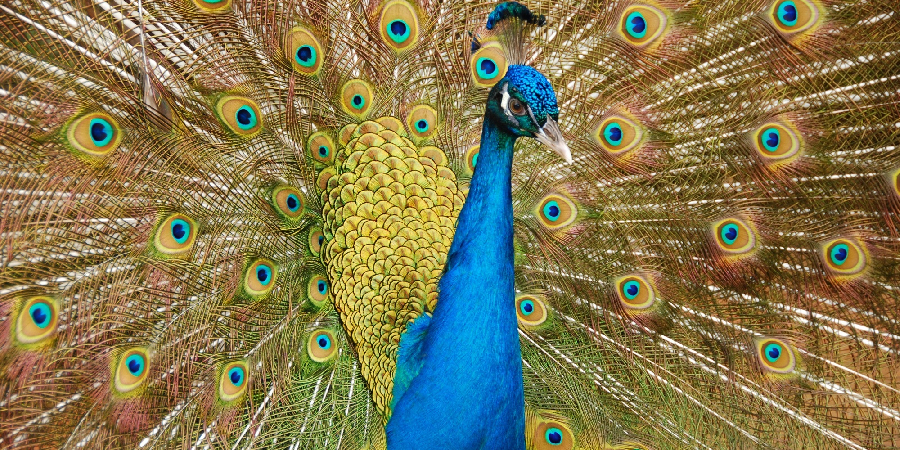 Peafowl Spiritual Meaning, Symbolism and Totem
