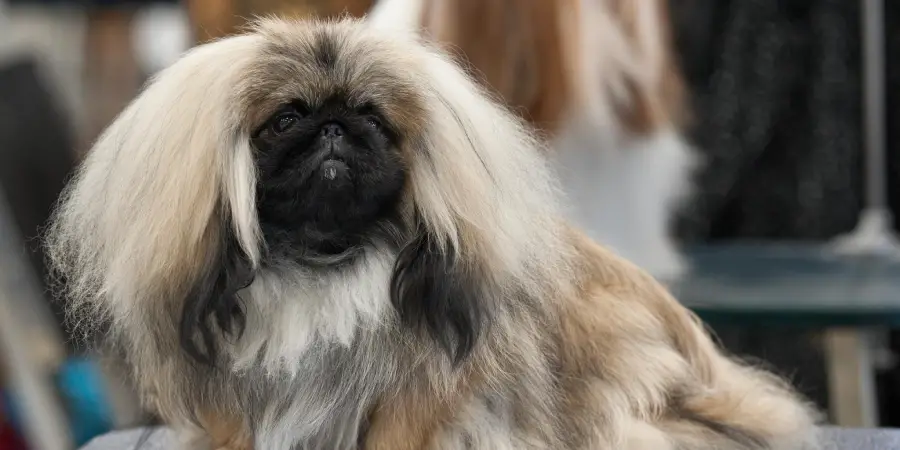 are pekingese noisy