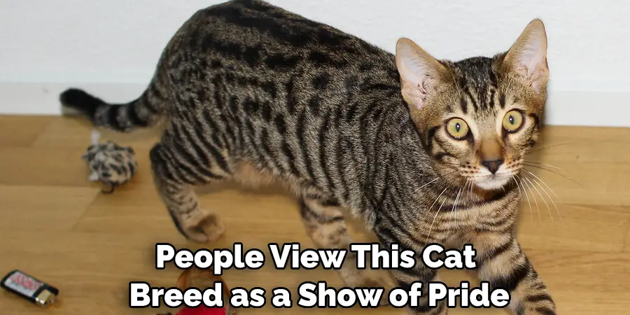 People View This Cat Breed as a Show of Pride