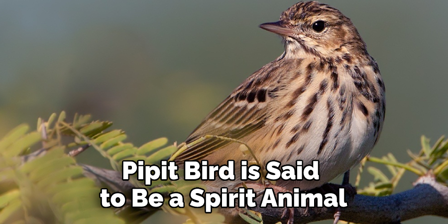 Pipit Bird is Said to Be a Spirit Animal