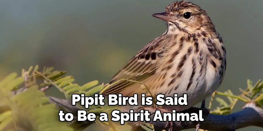 Pipit Bird is Said to Be a Spirit Animal