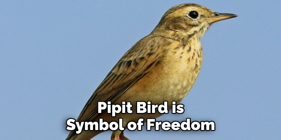 Pipit Bird is Symbol of Freedom 