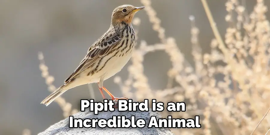 Pipit Bird is an Incredible Animal