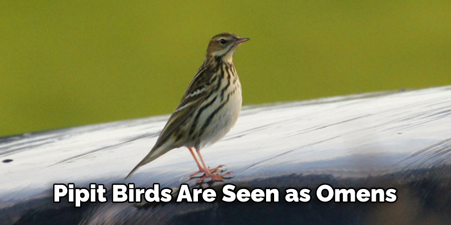 Pipit Birds Are Seen as Omens