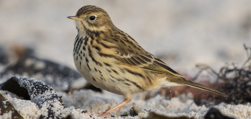 Pipit Spiritual Meaning, Symbolism and Totem