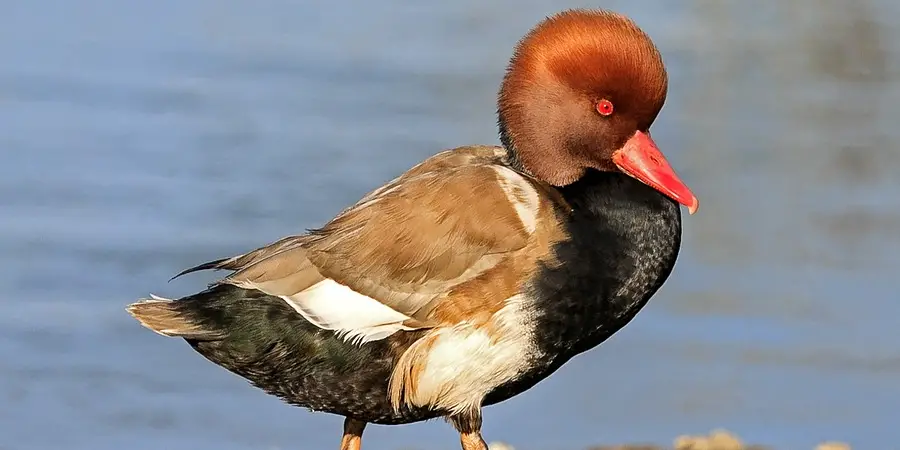 Pochard Spiritual Meaning, Symbolism and Totem