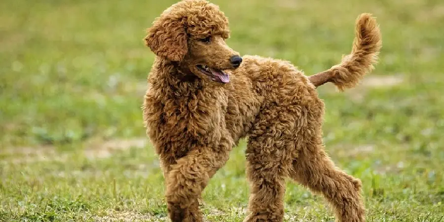 Poodle Spiritual Meaning, Symbolism and Totem
