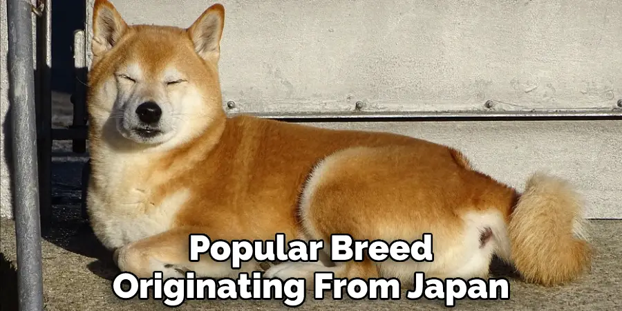 are shiba inu mean