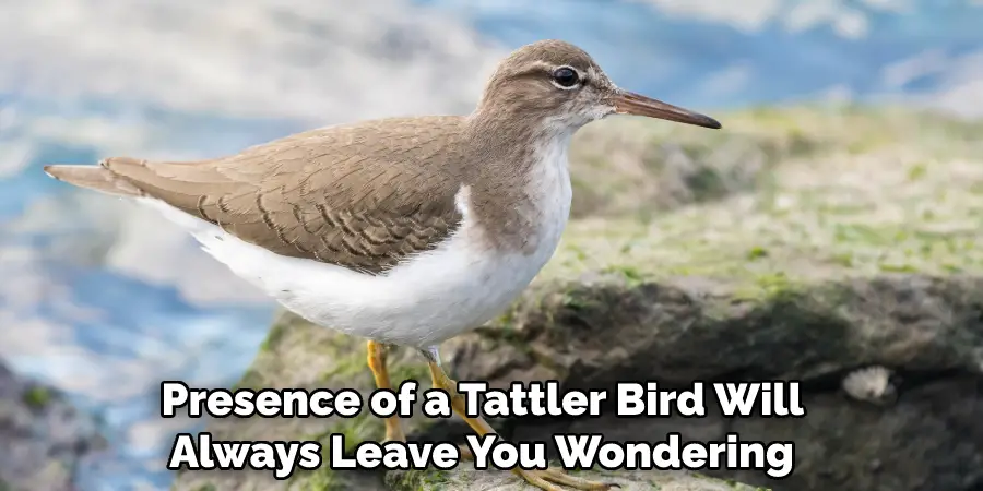  Presence of a Tattler Bird Will Always Leave You Wondering