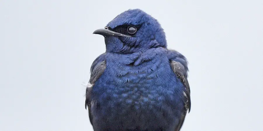 Purple Martin Spiritual Meaning, Symbolism and Totem