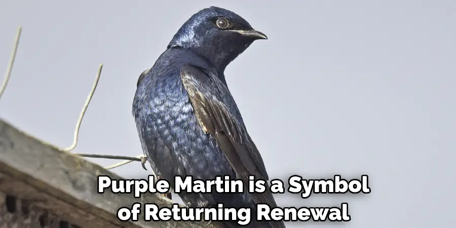  Purple Martin is a Symbol of Returning, Renewal