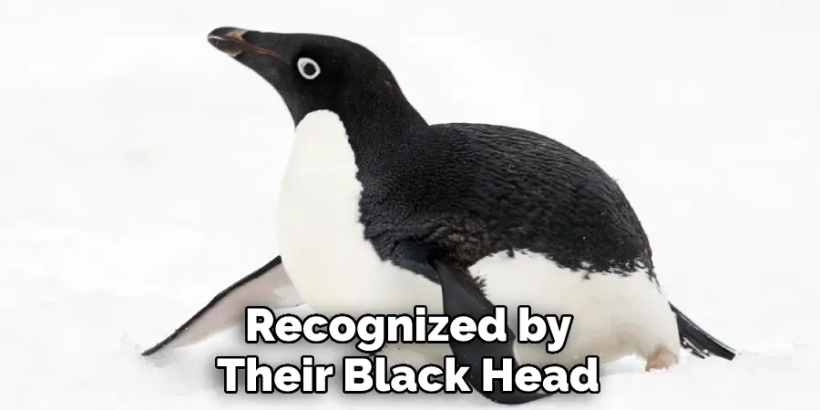 Recognized by Their Black Head