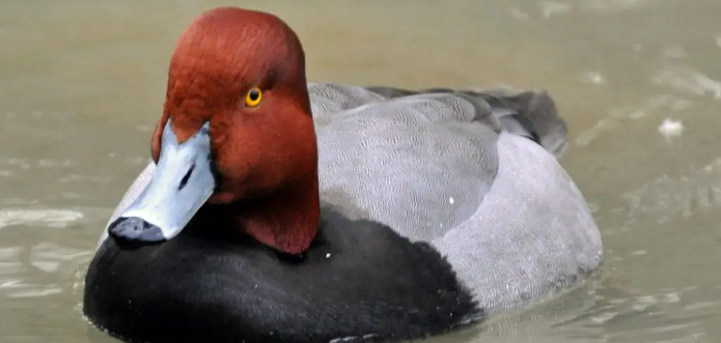 Redhead Spiritual Meaning, Symbolism and Totem