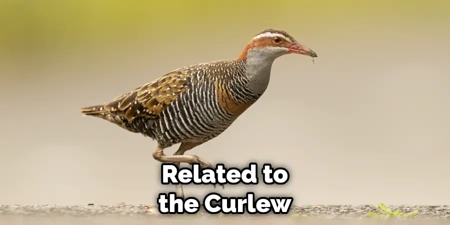 Related to the Curlew