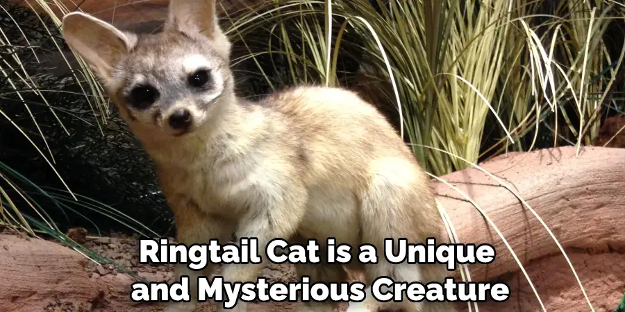 Ringtail Cat is a Unique and Mysterious Creature