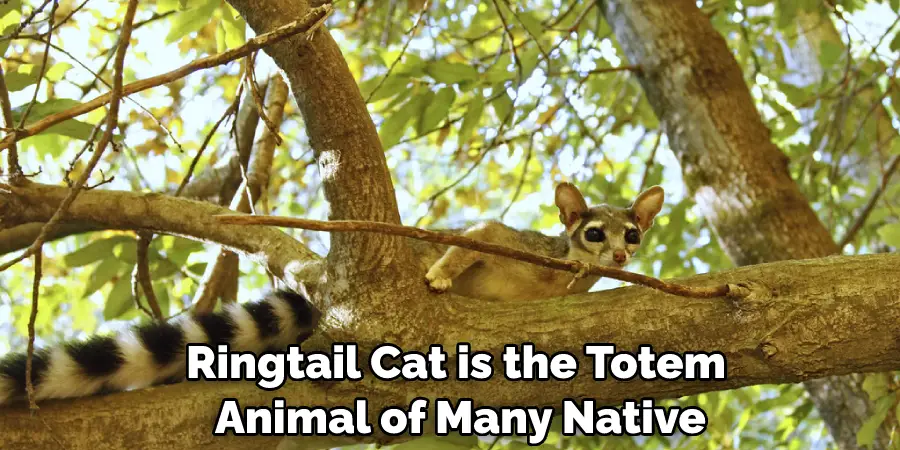 Ringtail Cat is the Totem Animal of Many Native