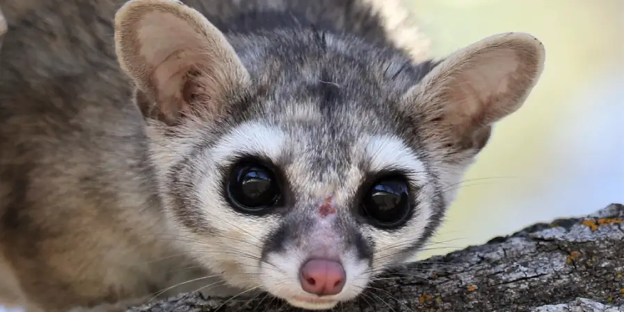 Ringtail Spiritual Meaning, Symbolism and Totem