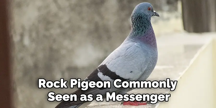 Rock Pigeon Commonly Seen as a Messenger