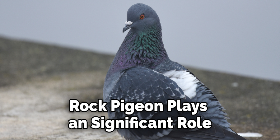 Rock Pigeon Plays an Significant Role