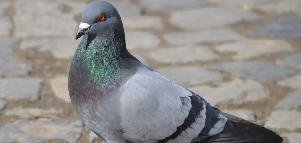 Rock Pigeon Spiritual Meaning, Symbolism and Totem