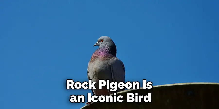 Rock Pigeon is an Iconic Bird