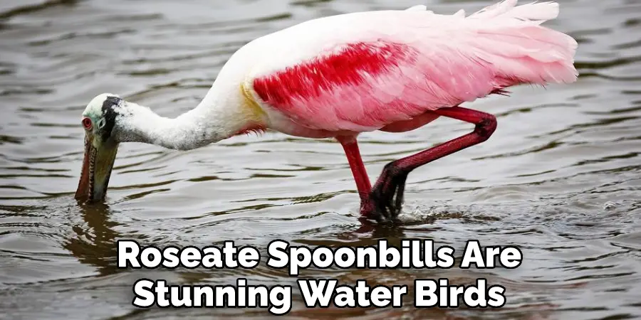 Roseate Spoonbills Are Stunning Water Birds