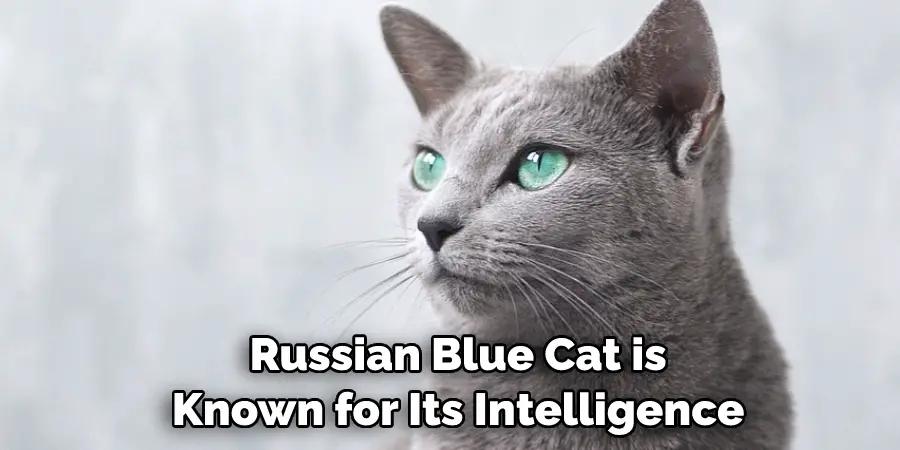  Russian Blue Cat is
 Known for Its Intelligence